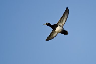 Mavi gökyüzünde uçan erkek daha az Scaup