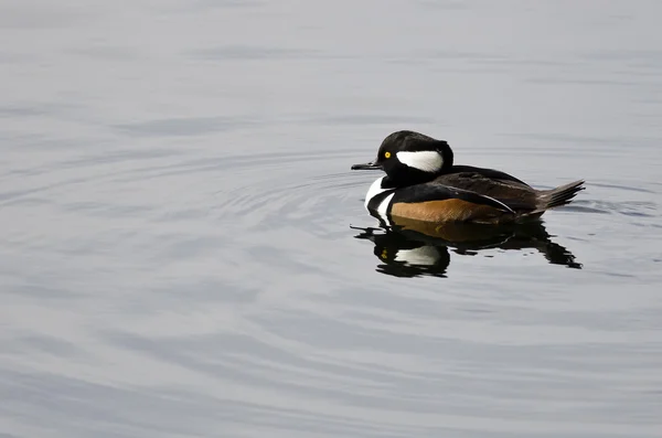 Vermummter Merganser schwimmt im stillen Teich — Stockfoto