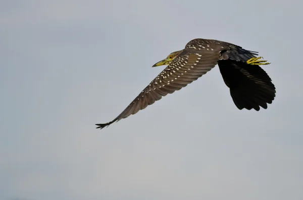 Immature Black-Crowned Night Heron Flying in a Blue Sky — Stock Photo, Image