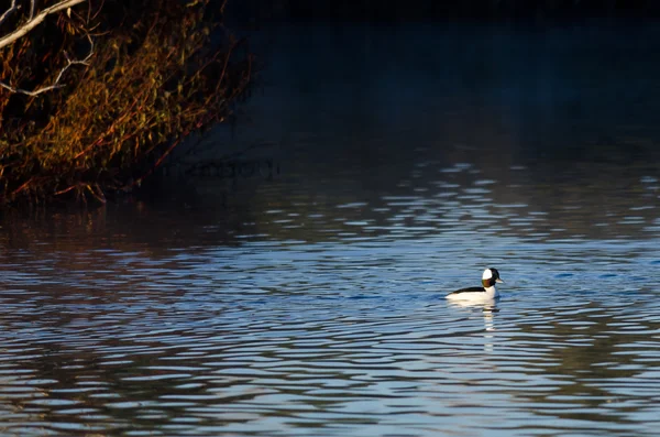 Canard à tête blanche nageant dans l'étang d'automne — Photo