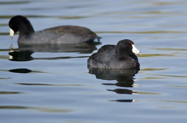 Paar amerikanische Blässhühner ruhen sich auf dem stillen Wasser aus — Stockfoto