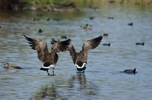 Two Canada Geese Coming in for a Landing in the Water — Stock Photo, Image