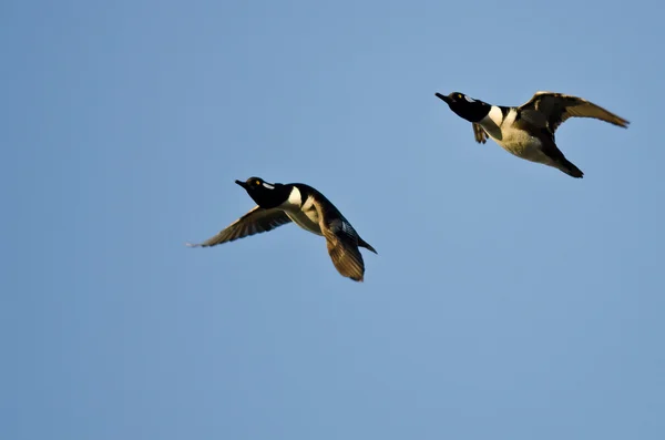 Две мерганзеровские утки в капюшонах, летящие в голубом небе — стоковое фото