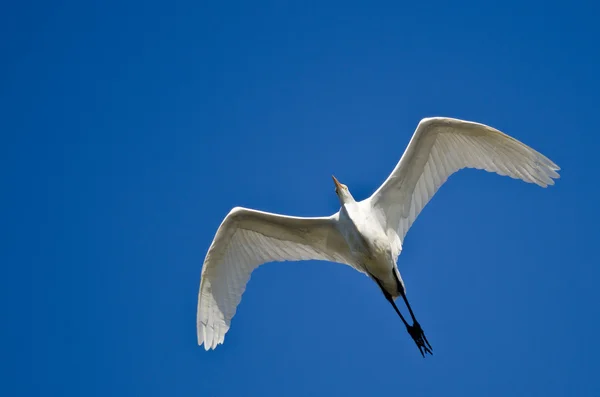 Great Egret Flying in a Blue Sky — Stock Photo, Image