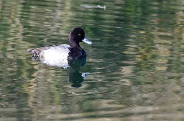 Maschio minore scaup anatra nuoto in il still stagno acque — Foto Stock