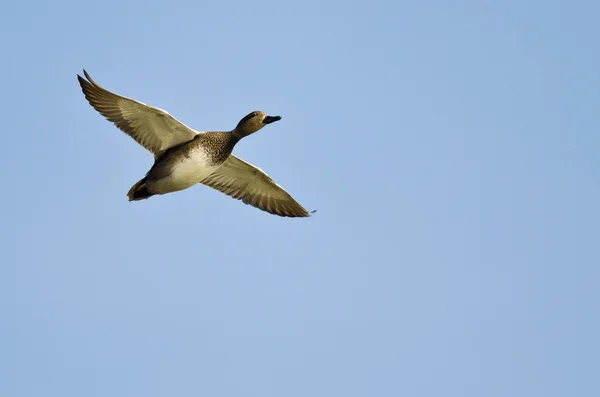 Één Krakeend vliegen in een blauwe hemel — Stockfoto