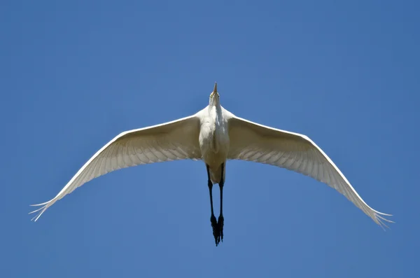 Grande Egret Voando em um céu azul — Fotografia de Stock