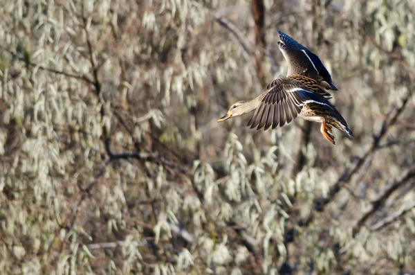 Stockenten-Entenweibchen landet im Sumpf — Stockfoto