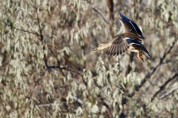 Pato Mallard hembra que viene para un aterrizaje en el pantano — Foto de Stock