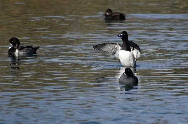 Ring - viltfågel anka sträcker sig vingarna medan du vilar på vattnet — Stockfoto