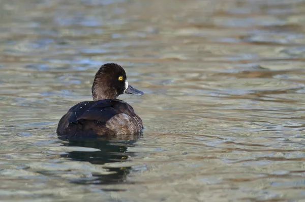 Femmina scaup anatra nuoto in il still stagno acque — Foto Stock