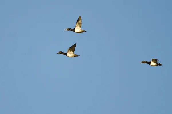 Três patos de pescoço anelado voando em um céu azul — Fotografia de Stock