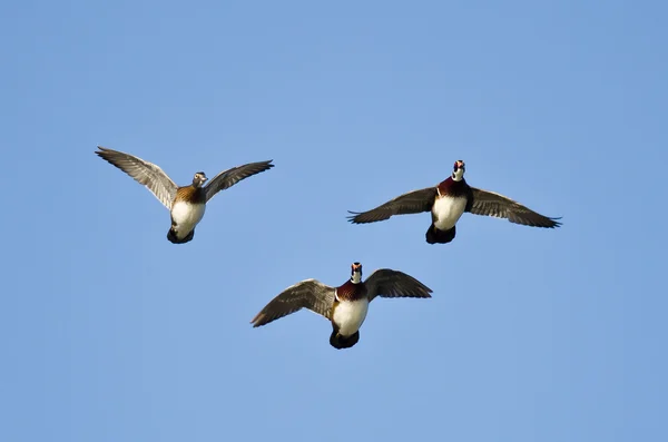 Three Wood Ducks Flying in a Blue Sky — Stock Photo, Image