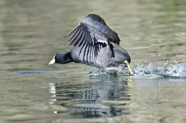 American Coot on the Attack — Stock Photo, Image