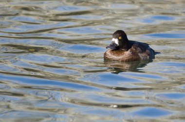 Kadın Scaup ördek hala gölet sularda yüzme