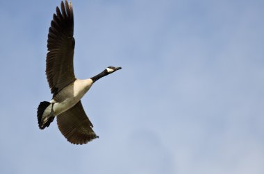 Kanada Kuğusu Mavi Gökte Uçuyor