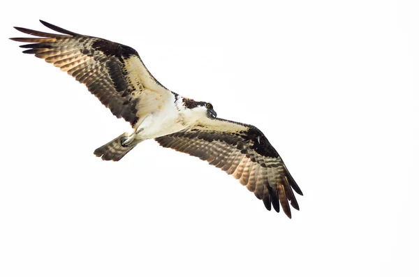 Osprey solitário caça na asa em um fundo branco — Fotografia de Stock