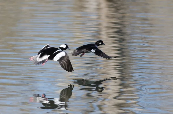 Coppia di anatre Bufflehead che volano basse sopra le acque dello stagno immobile — Foto Stock