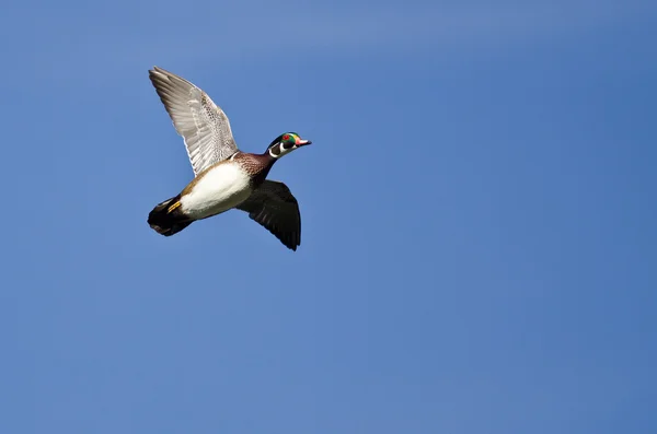 Erkek ahşap bir mavi gökyüzünde uçan ördek — Stok fotoğraf