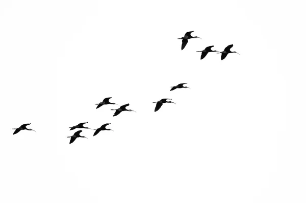 Schwarm Weißgesichtiger Ibisse fliegt auf weißem Hintergrund — Stockfoto