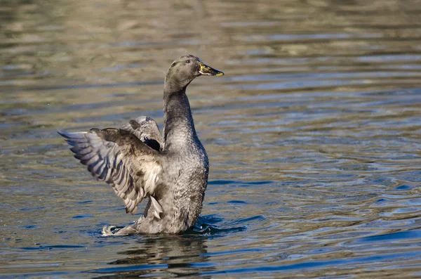 Amerykański Black Duck rozciąganie skrzydła na wodzie — Zdjęcie stockowe