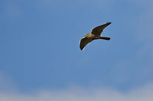 Merlin Falcon létání v modré obloze — Stock fotografie