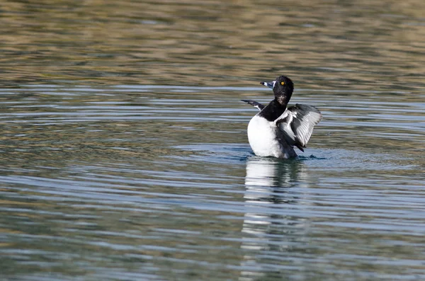 Canard à collier étirant ses ailes tout en se reposant sur l'eau — Photo