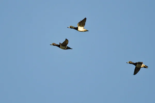 Três patos de pescoço anelado voando em um céu azul — Fotografia de Stock