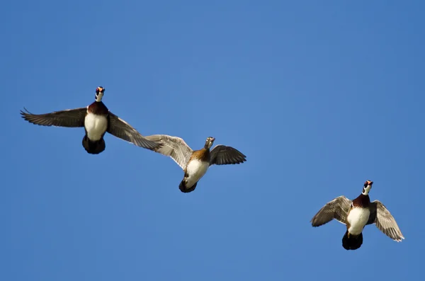 Tre träänder som flyger i en blå himmel — Stockfoto