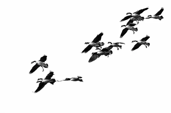 Rebanho de gansos do Canadá voando em um fundo branco — Fotografia de Stock