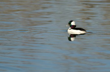 Bufflehead ördek hala gölet sularda yüzme