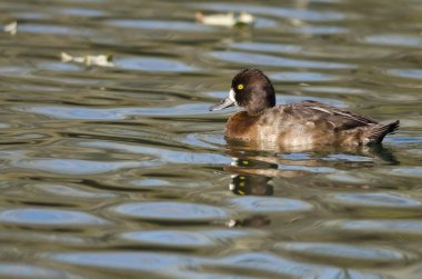 Kadın Scaup ördek hala gölet sularda yüzme