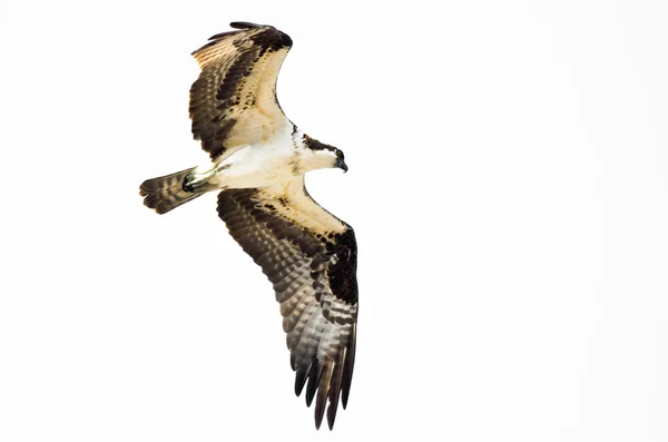 Osprey solitário caça na asa em um fundo branco — Fotografia de Stock