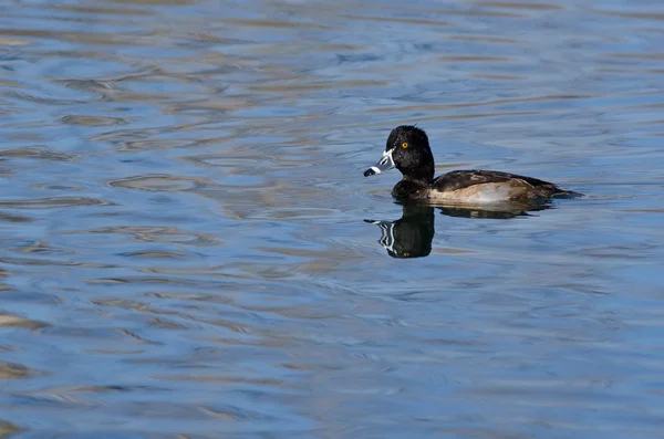 Male Ring-Necked Duck Swimming in the Still Pond Waters — Stock Photo, Image