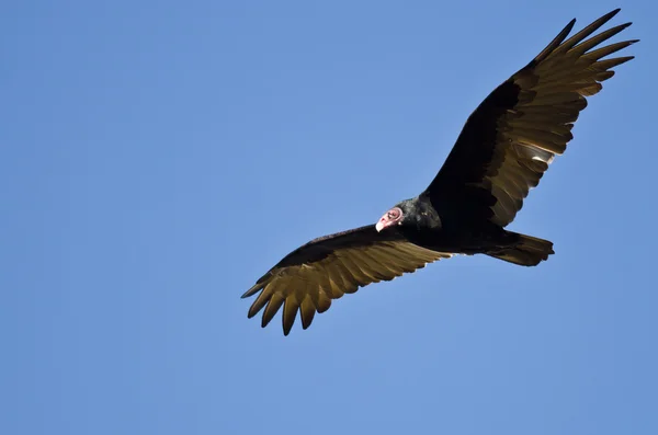 Buitre de pavo volando en un cielo azul —  Fotos de Stock