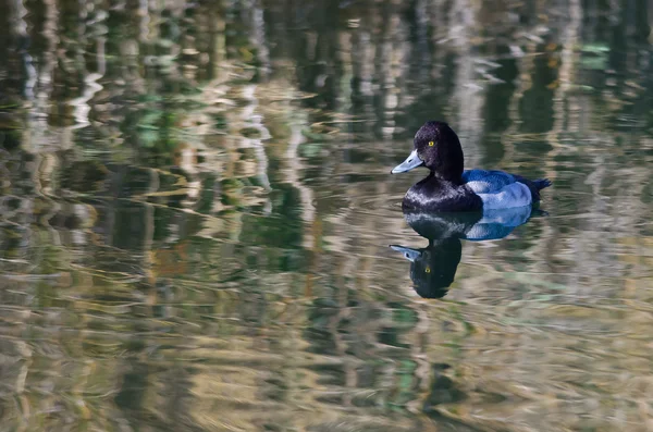 Männliche Sau-Ente schwimmt im stillen Teichwasser — Stockfoto