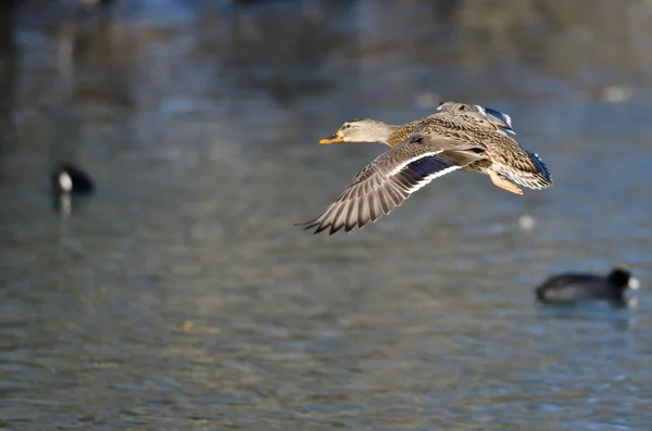 Pato Mallard fêmea voando baixo através da água — Fotografia de Stock