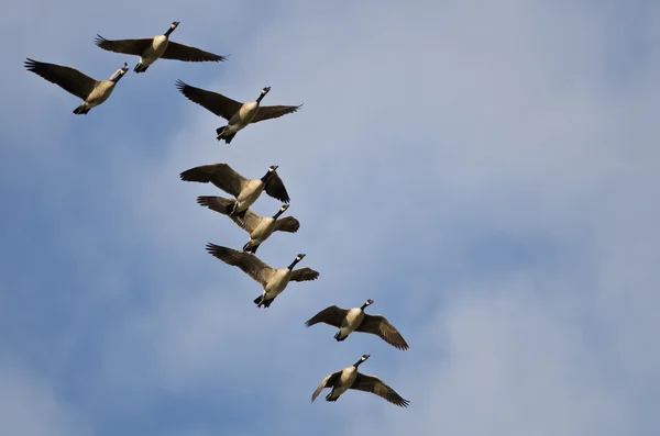 Flock of Canada Gęsi latające na błękitnym niebie — Zdjęcie stockowe