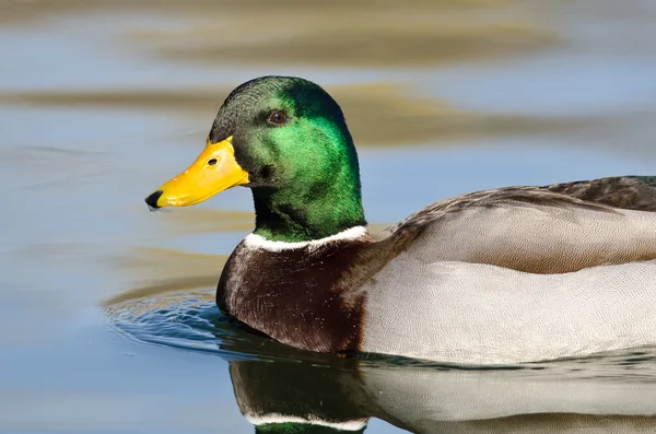 Gros plan sur le profil du canard colvert mâle — Photo