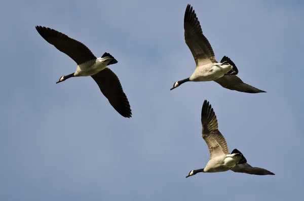 Tres gansos de Canadá volando en un cielo azul —  Fotos de Stock