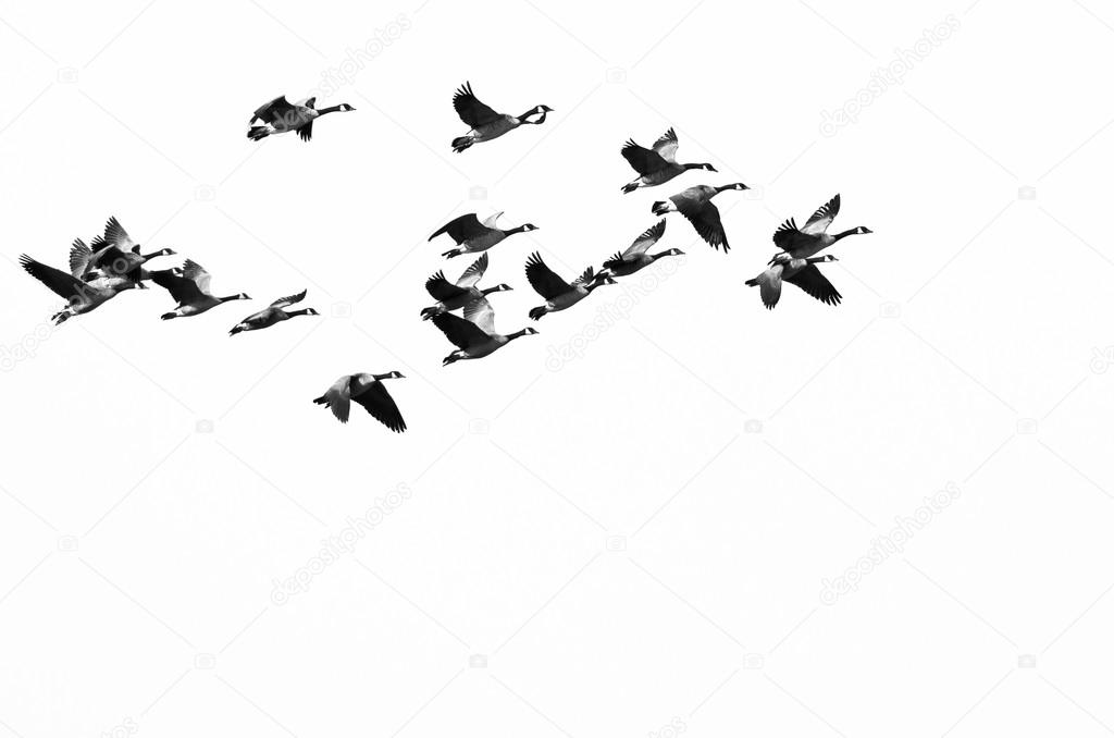 Flock of Canada Geese Flying on a White Background