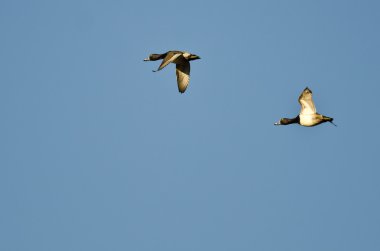 İki yüzük - boyunlu mavi gökyüzünde uçan ördek