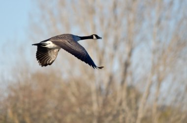 Kanada düşük sonbahar gölet üzerinde uçan kaz