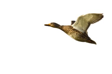 Beyaz bir arka plan üzerinde uçan yeşilbaş ördek