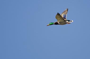 Mavi Gökte Uçan Mallard Ördeği