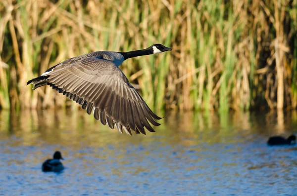 Il canada oca volare basso sopra l'acqua — Foto Stock