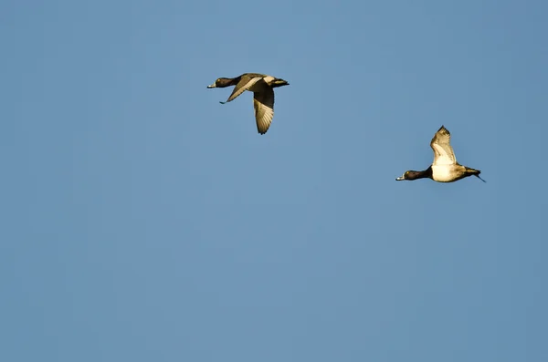 Dois patos de pescoço anelado voando em um céu azul — Fotografia de Stock