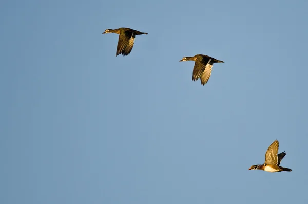 Three Wood Ducks Flying in a Blue Sky — Stock Photo, Image