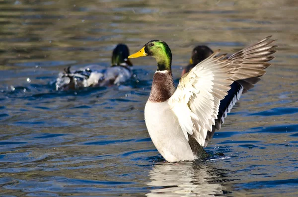 Mallard Duck Estirando sus alas en el agua — Foto de Stock
