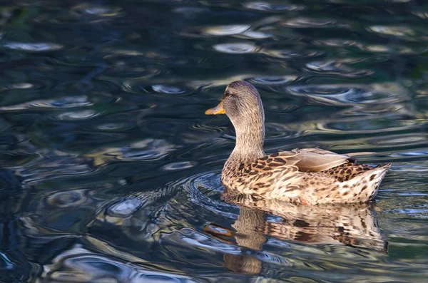 Pato Mallard feminino nadando na água azul — Fotografia de Stock